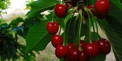 آغاز برداشت گیلاس از باغات طارم