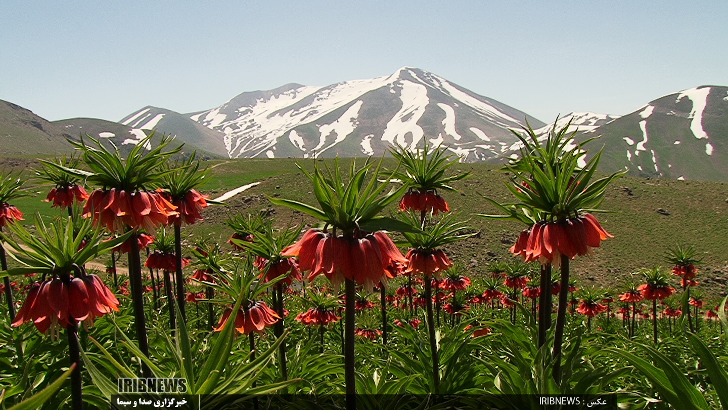 شکوفا شدن لاله های واژگون در مراغه