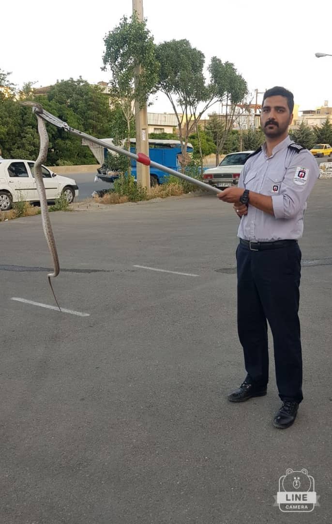 صید 10 حلقه مار در سنندج از ابتدای سال جاری تا کنون
