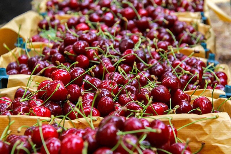 برداشت گیلاس از ۱۳۷ هکتار باغ شهرستان طارم آغاز شد