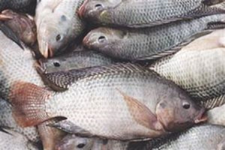  میانگین مصرف ماهی در خراسان شمالی کمتر از میانگین کشوری