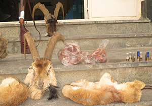 دستگیری شکارچی غیر مجاز در کیار
