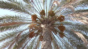آغاز برداشت خرما از نخلستان‌های هرمزگان