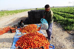 جشن شکرگزاری گوجه فرنگی در میناب برگزار می‌شود
