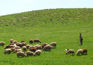 ۱۷۰ پروانه چرای دام در چهارمحال و بختیاری باطل شد
