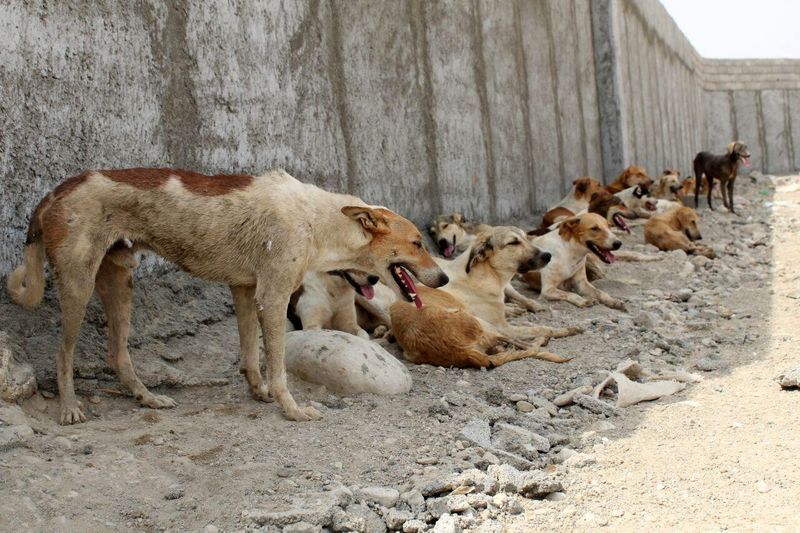 سگ‌های معدوم شده در تل سیاه بندرعباس بیمار بودند