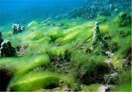 هشدار محیط زیست در خصوص پدیده بلوم جلبکی در بندر چابهار