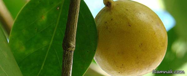 مانچینیل خطرناک ترین درخت جهان با میوه ای مرگبار و سمی!