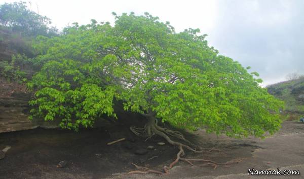 مانچینیل خطرناک ترین درخت جهان با میوه ای مرگبار و سمی!