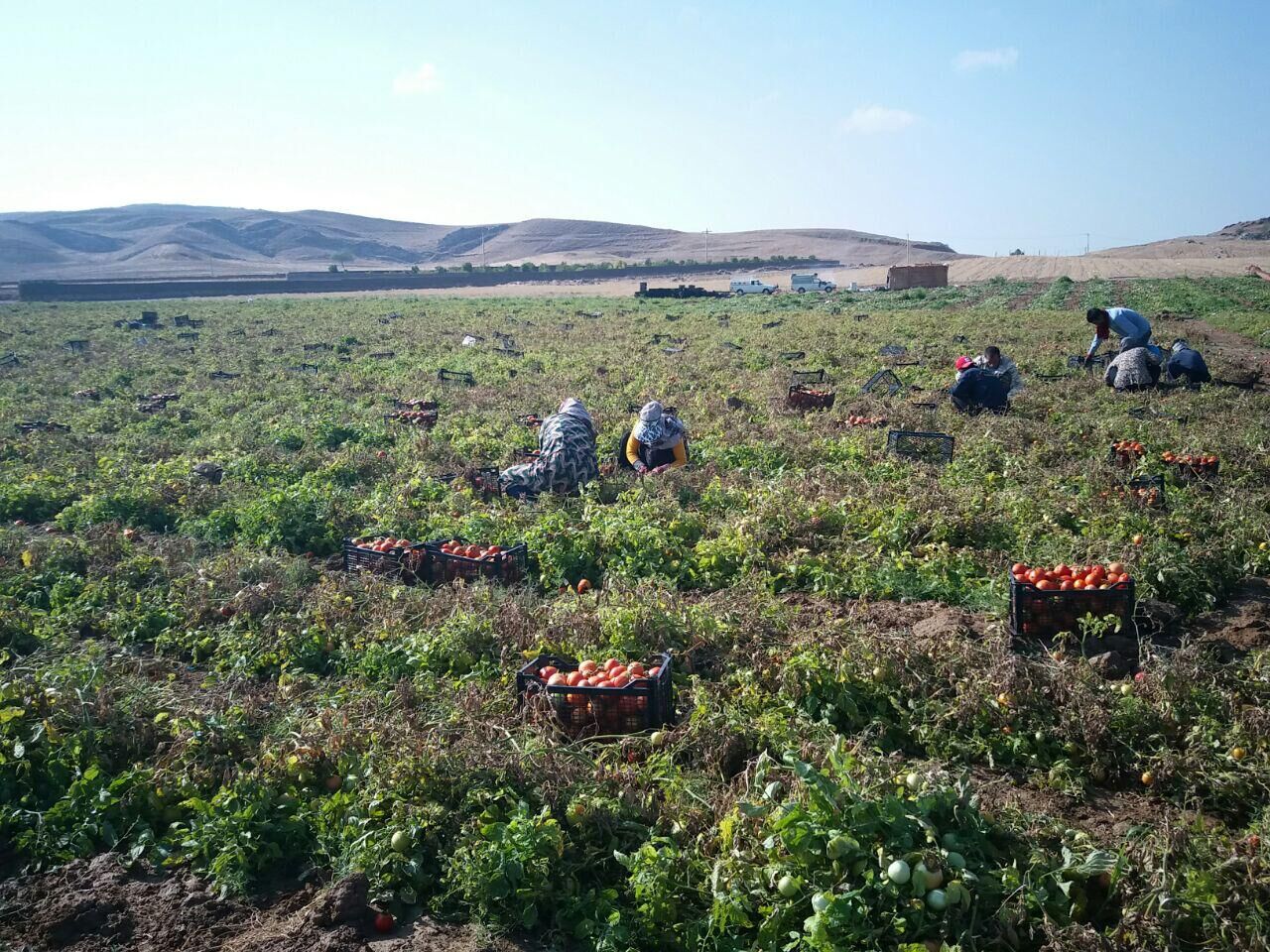 عکس/ برداشت گوجه فرنگی در گچساران