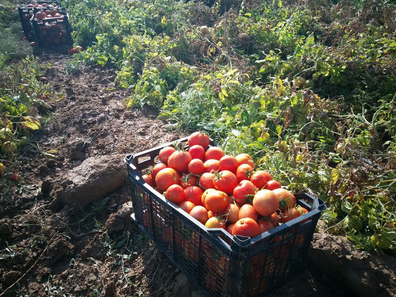 عکس/ برداشت گوجه فرنگی در گچساران