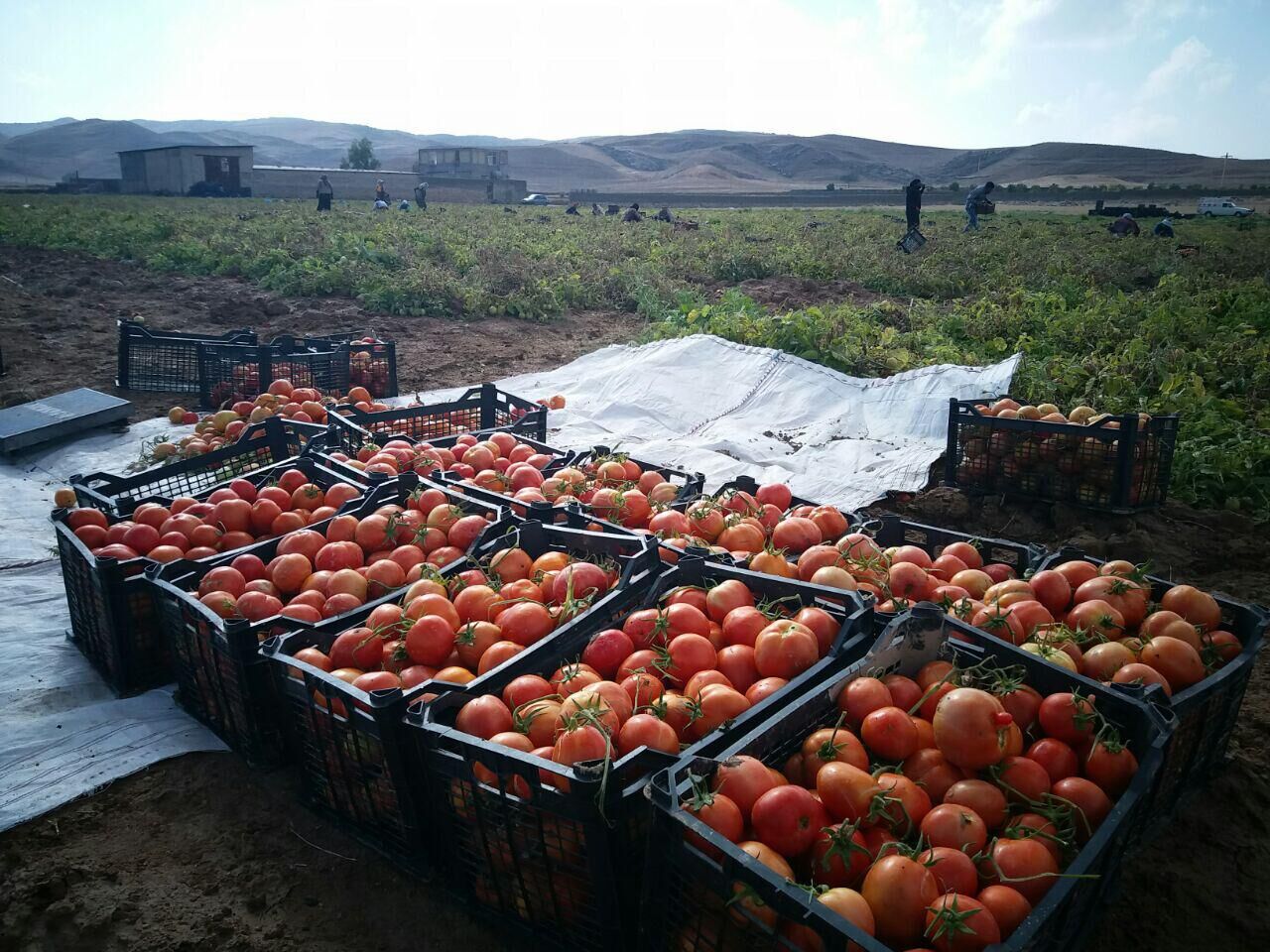 عکس/ برداشت گوجه فرنگی در گچساران