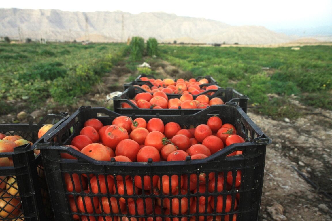 عکس/ برداشت گوجه فرنگی در گچساران