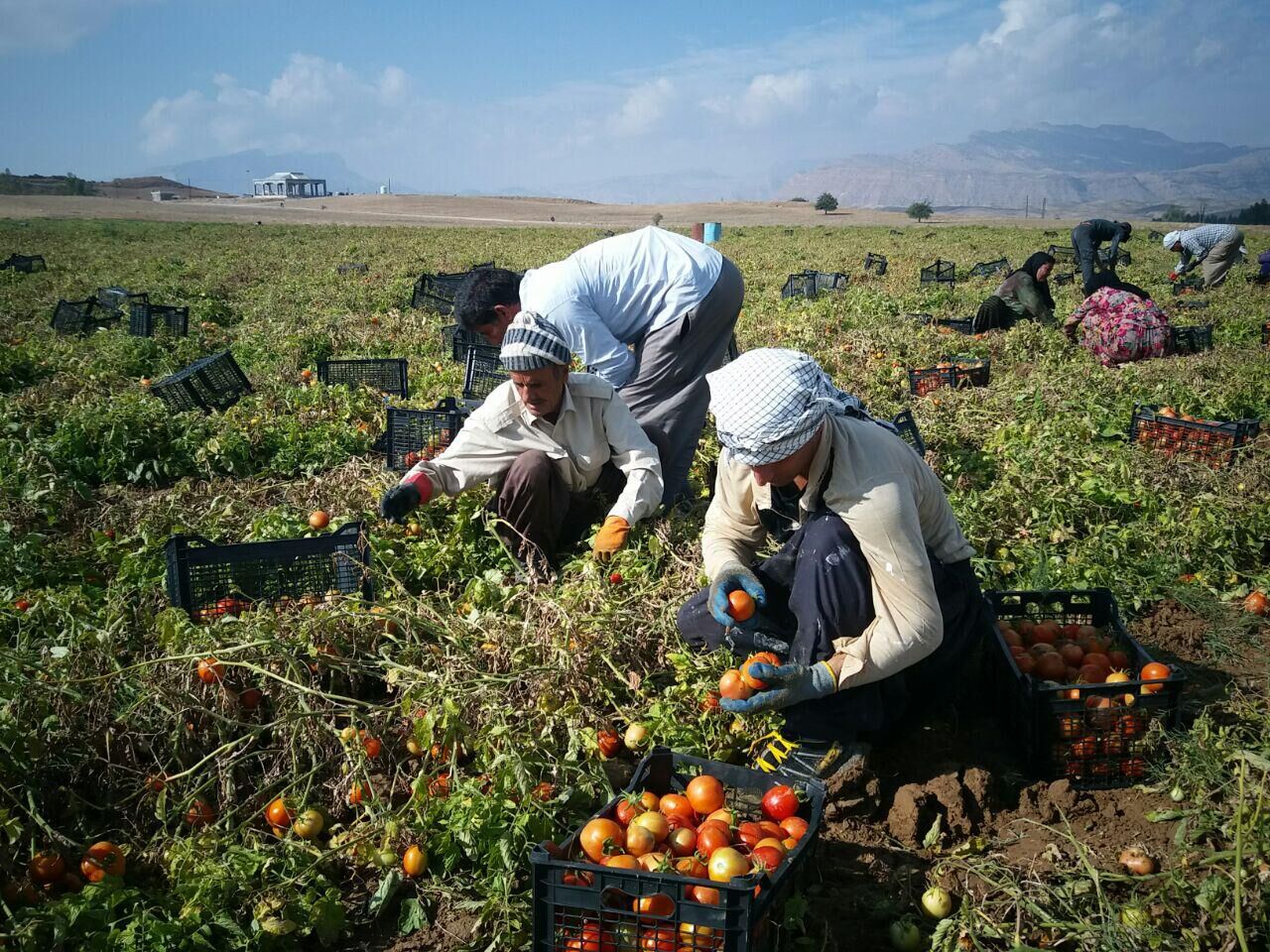 عکس/ برداشت گوجه فرنگی در گچساران