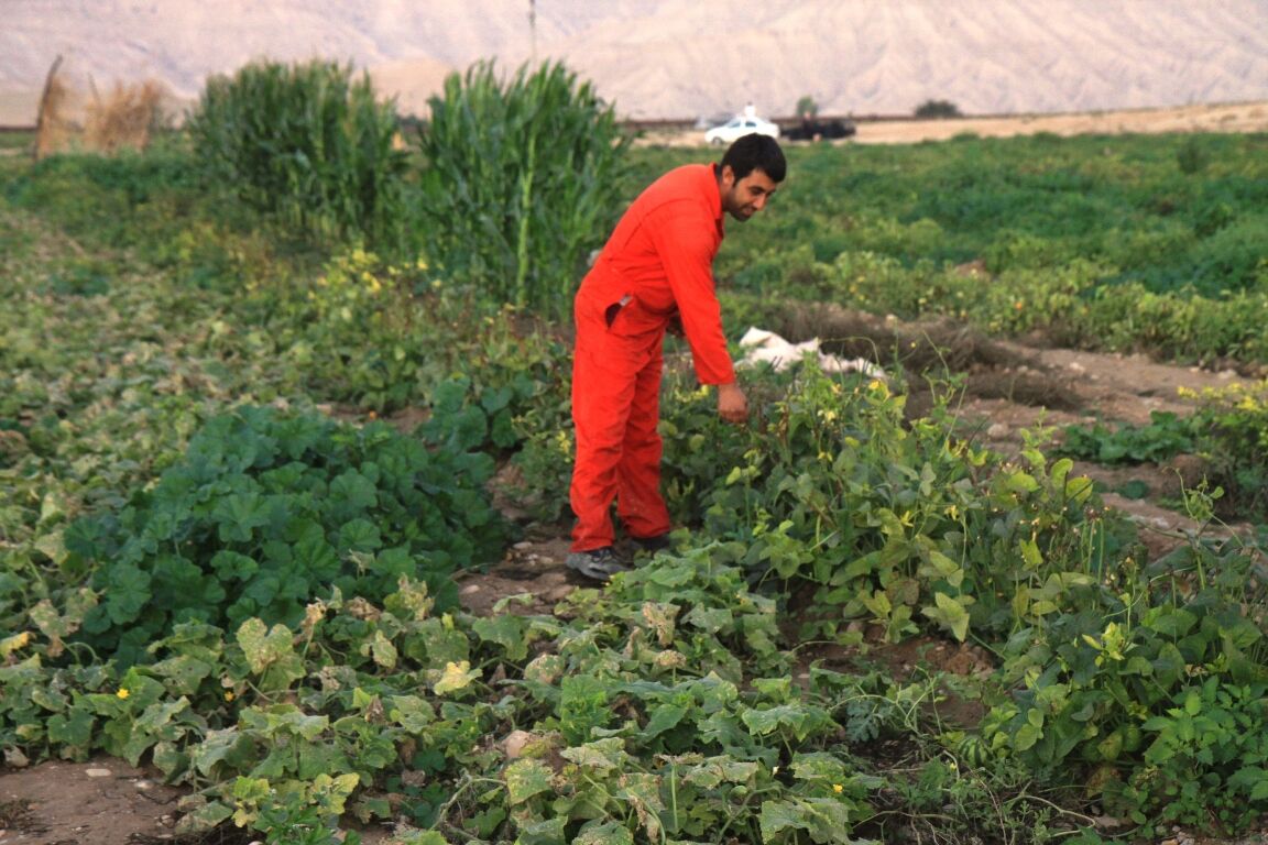 عکس/ برداشت گوجه فرنگی در گچساران