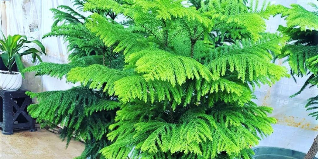 نحوه نگهداری از کاج مطبق