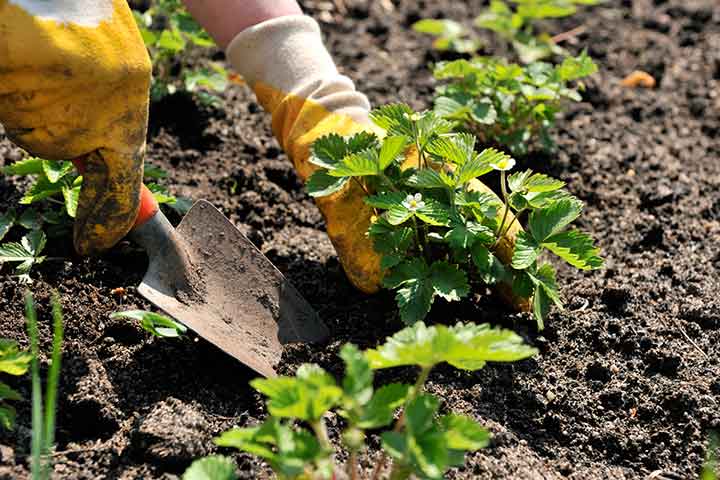 چطور در خانه توت فرنگی پرورش دهیم؟
