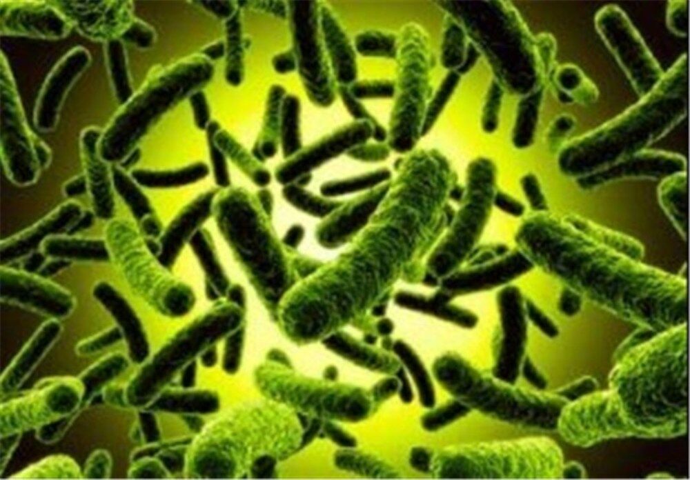شناسایی گونه‌ای از باکتری‌های مقاوم در برابر شوری خاک و کم‌آبی