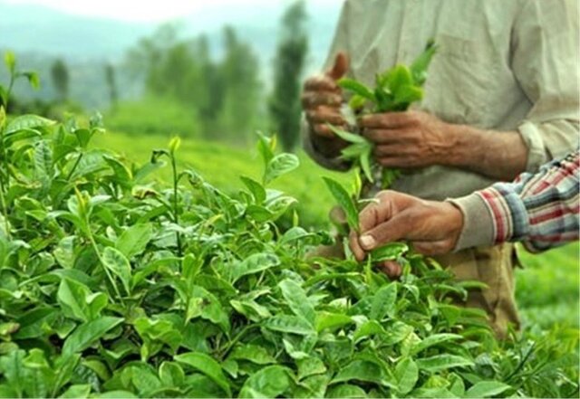 نرخ خرید تضمینی چای افزایش یافت