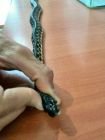مار یک متری در واحد مسکونی ازنا به دام افتاد