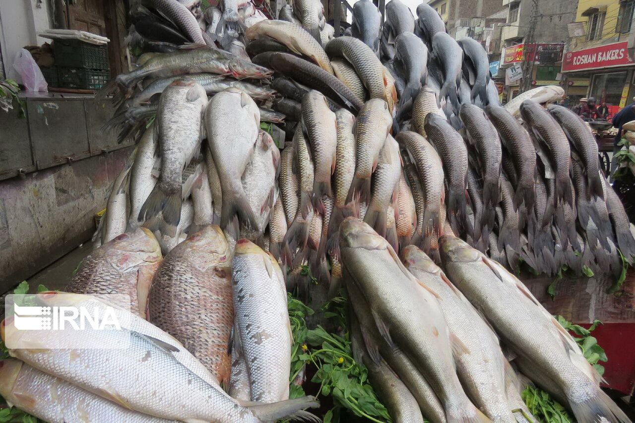 بازار ماهی فروشان جاسک بازگشایی شد