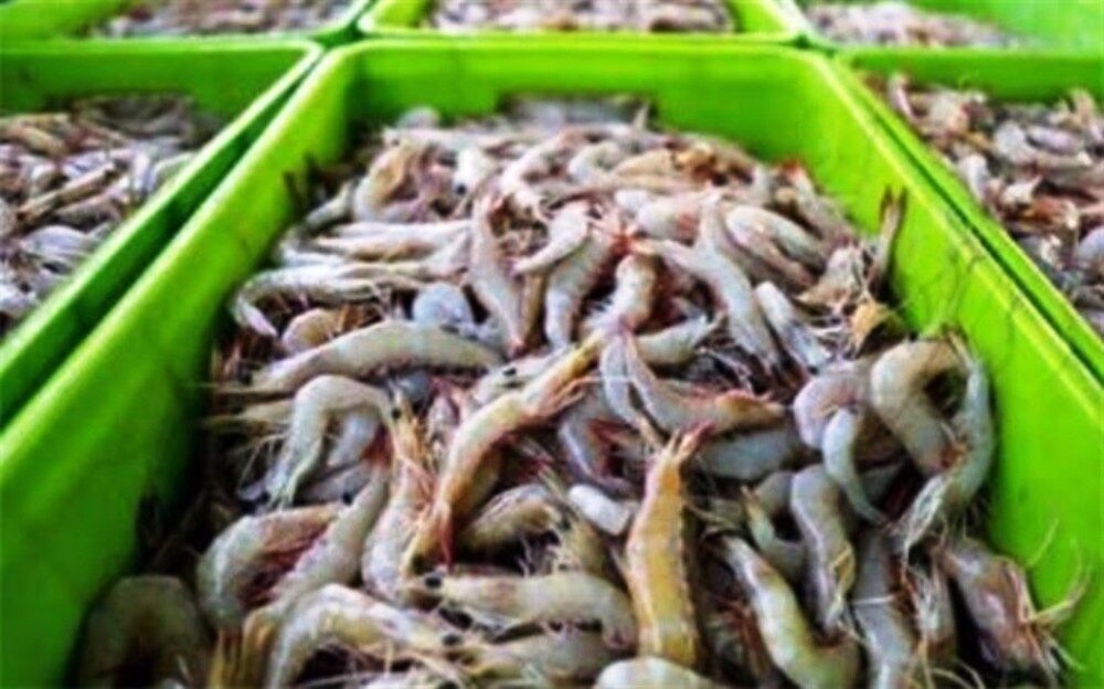 میگو جایگزین خوبی برای نفت است