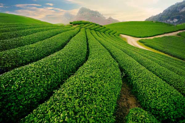توصیه‌های هواشناسی به کشاورزان سمنانی تا 3 روز آینده