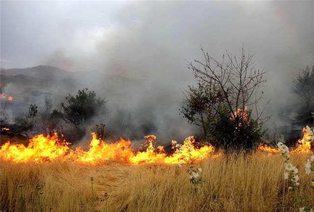 احتمال وقوع آتش سوزی در جنگل های سمنان