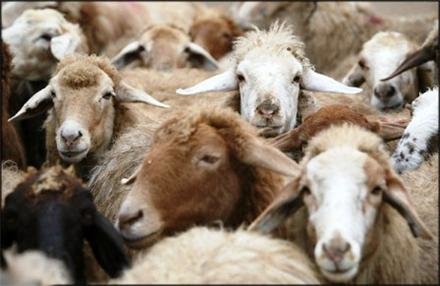 ماجرای صادرات گوسفند زنده از ایران به مقصد کشورهای عربی