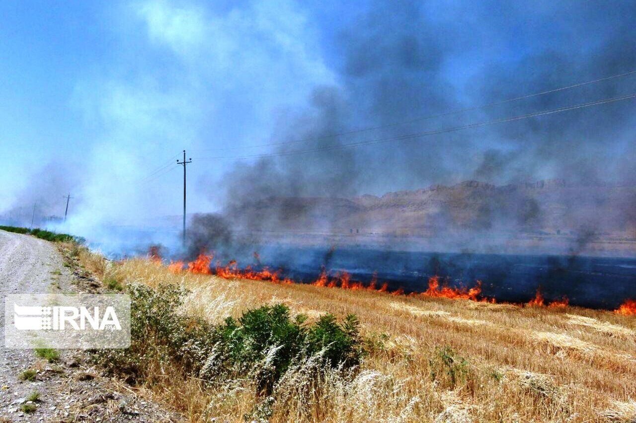 ۱۵ هکتار از مزارع کشاورزی بدره طعمه حریق شد