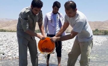 نجات حدود 5000 قطعه ماهی و انتقال به رودخانه سیمره