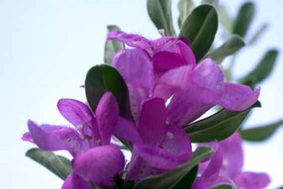 شفاخونه/ مریم گلی، گیاه دارویی ضد آلزایمر و ضد نفخ