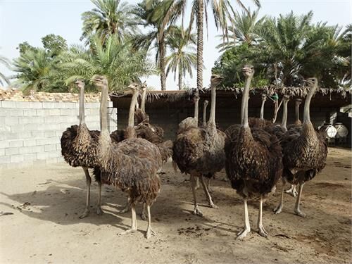 ۹۰ قطعه جوجه شتر مرغ قاچاق توسط مرزبانان خوزستان کشف و ضبط شد