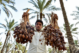 خرما به بورس می‌آید