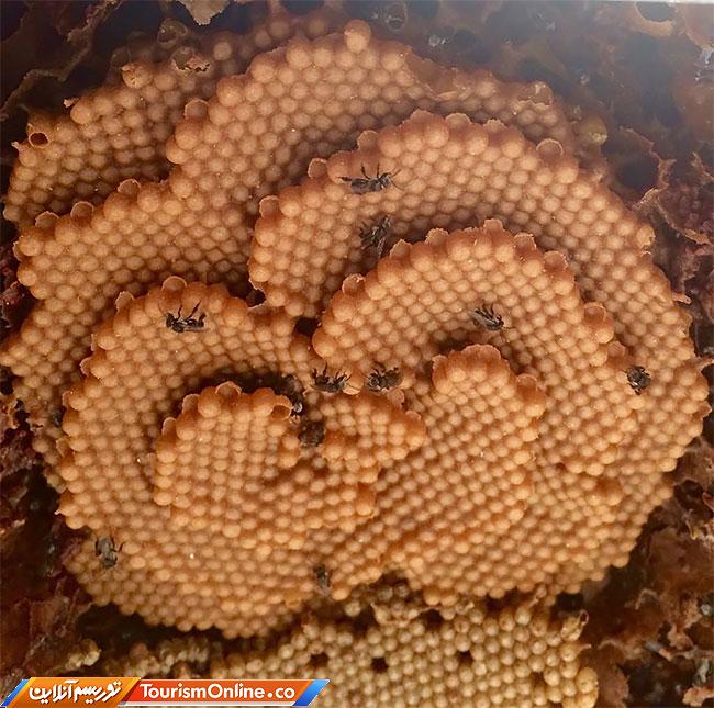 معماری جالب خانه های شیرین زنبورها
