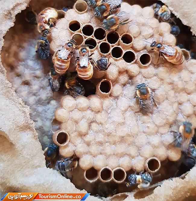 معماری جالب خانه های شیرین زنبورها