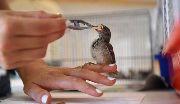 غذا دادن به یک پرنده