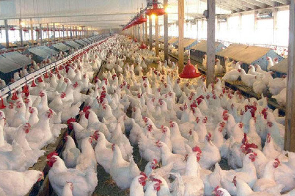 توقیف کامیون حامل مرغ زنده قاچاق در اسدآباد