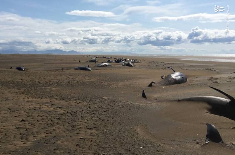 کشف لاشه دهها نهنگ در ایسلند