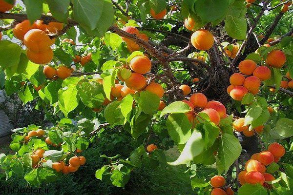 پیش بینی برداشت بیش از ۲۲ هزار تن زردآلو از باغ‌های اذربایجان غربی 