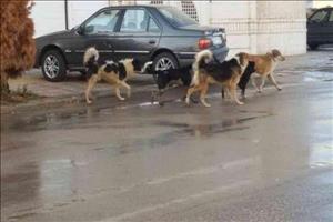 جمع‌آوری سگ‌های خیابانی در تبریز به روش تیراندازی!