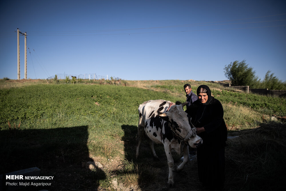 دستانی برای اشتغالزایی در روستا