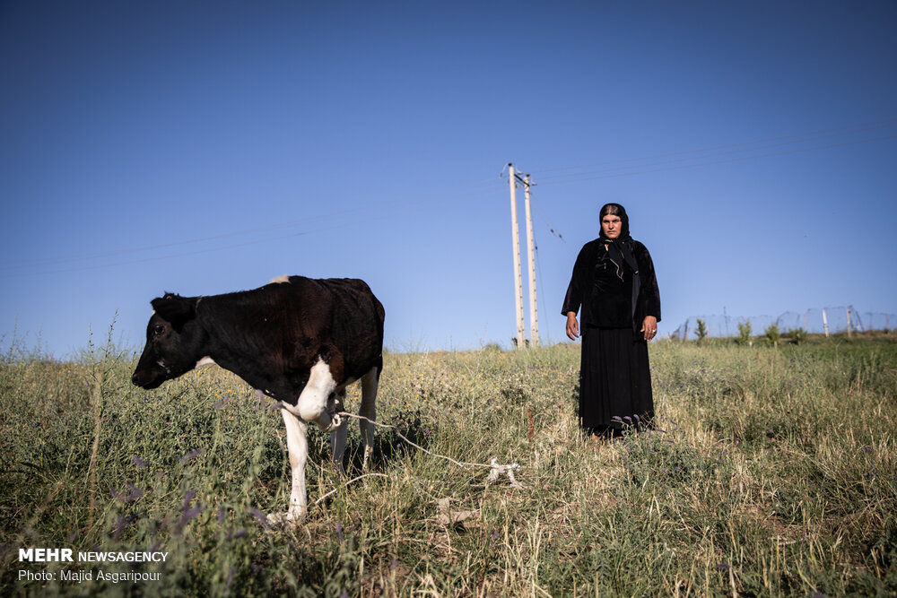 دستانی برای اشتغالزایی در روستا