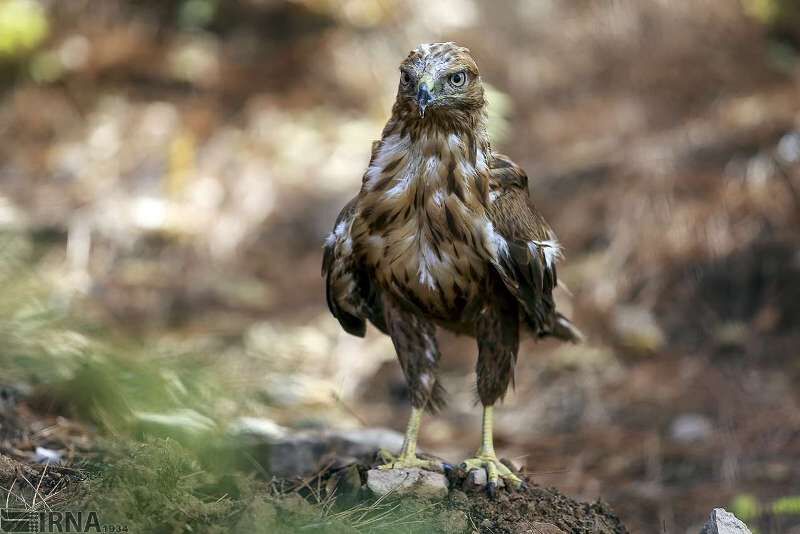 رهاسازی پنج بال کبک و یک بهله عقاب طلایی در طبیعت لرستان
