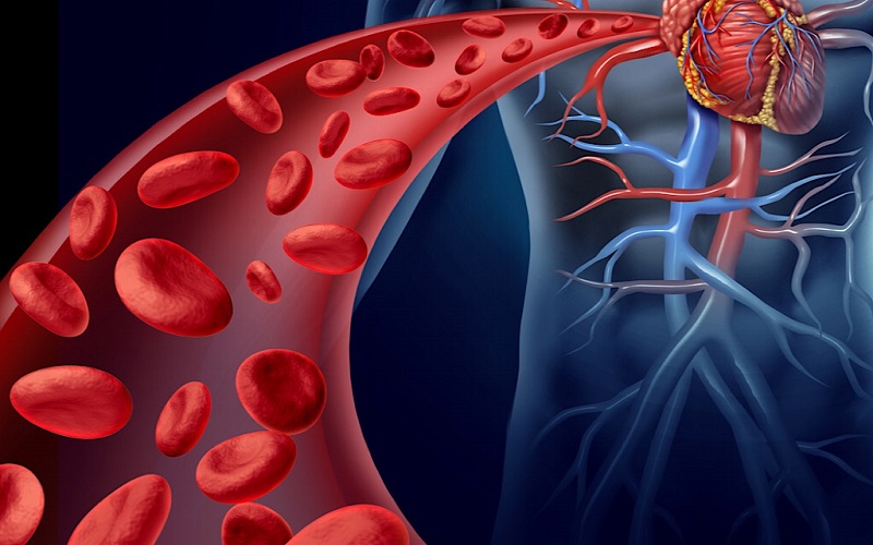 دانستنی هایی شگفت انگیز درباره عروق خونی
