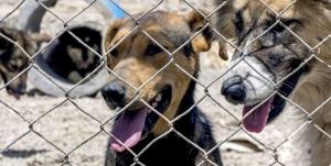 نامه فعالان حقوق حیوانات برای اصلاح روش معدوم کردن سگ‌های ولگرد