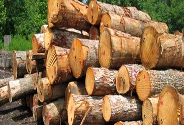 کشف 62 تن چوب جنگلی قاچاق در شفت