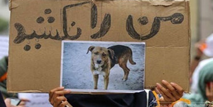 شهرداری پای محیط زیست را به ماجرای سگ‌های کهریزک باز کرد