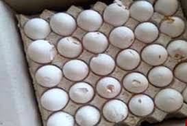 امحای 46 تن تخم مرغ فاقد تاریخ در دزفول