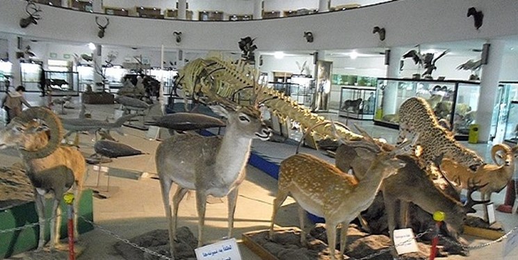 بازدید از موزه تاریخ طبیعی زنجان رایگان شد